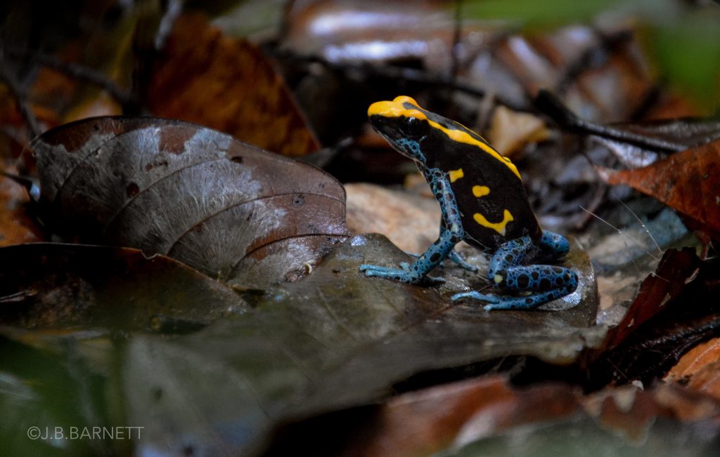 Colourful poison dart frog is invisible from a distance