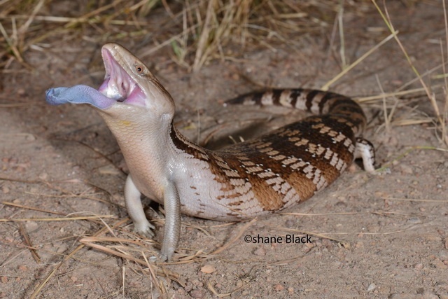 Blue-tongued skink deters attack by protruding its blue tongue