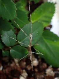 young stick insect, hatched from egg that passed through a bird's guts
