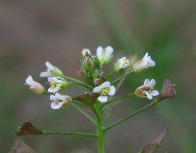 shepherds purse. H. Rose