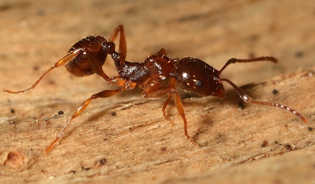 Ant Aphaenogaster subterranea uses tools to collect fluid food