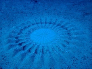 Geometrical nest of white-spotted pufferfish