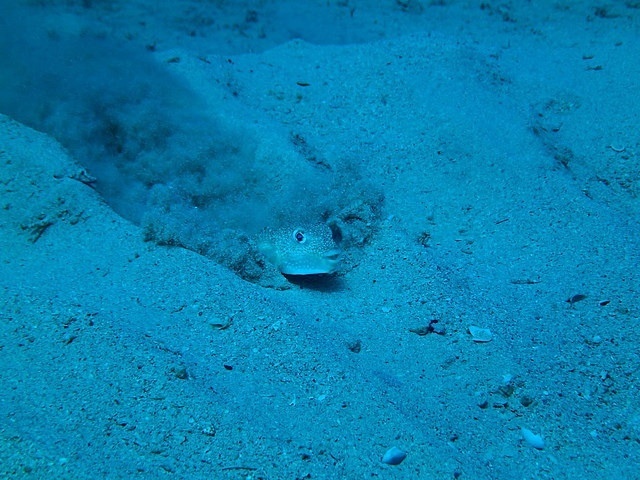 White-spotted pufferfish creates wonderful nest by digging ditches