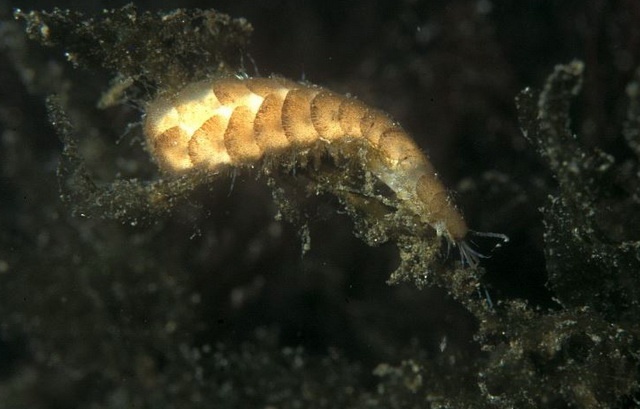 Scale worm emits light to escape from predator