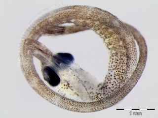 embryo of pipefish Syngnathus abaster