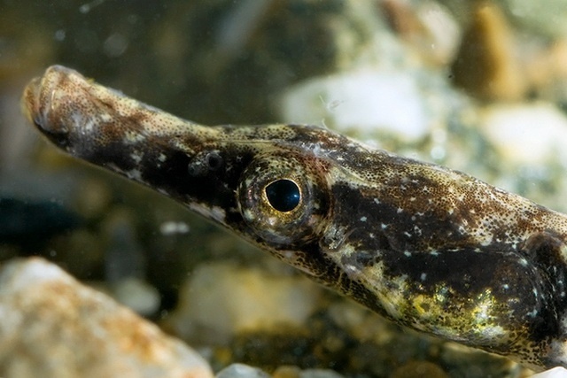 male pipefish curb their pregnancy upon seeing an attractive female