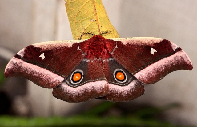 The moth Bunaea alcinoe applies acoustic camouflage
