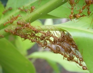 weaver ants building their nest