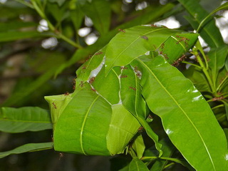 bladeren aan elkaar geplakt vormen nest van groene wevernmier