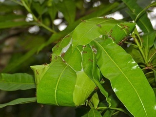 weaver ants use larval silk to construct the nest
