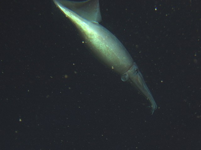 Humboldt squid male mates male and female partners