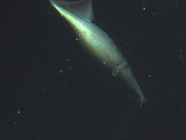 Humboldt Squid Doesnt Discriminate From So Simple A Beginning 8587