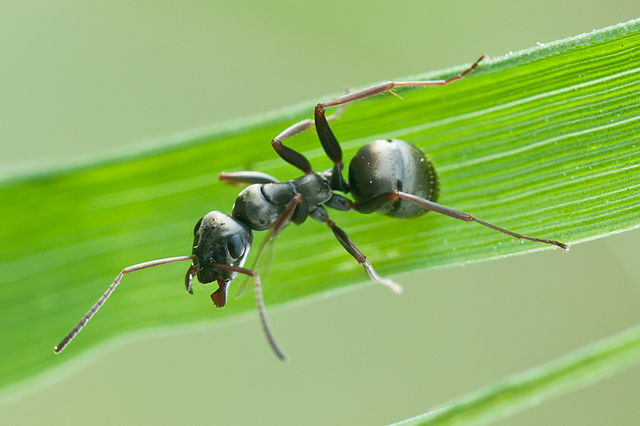 grauwzwarte mier komt in opstand tegen parasiet