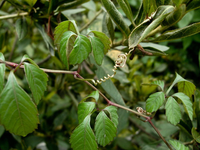klimplant Cayratia japonica voorkomt contact met spintmijt 
