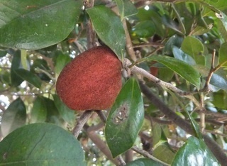 gall on hazel in which Nipponaphis monzeni lives