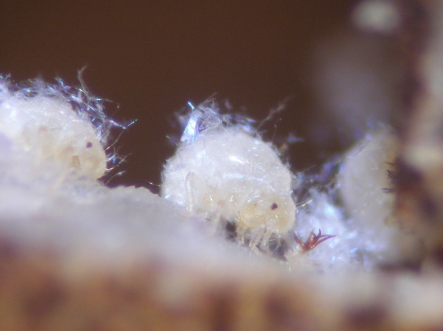 Nymphen van Nipponaphis monzeni repareren gat in nest met lichaamsvloeistof