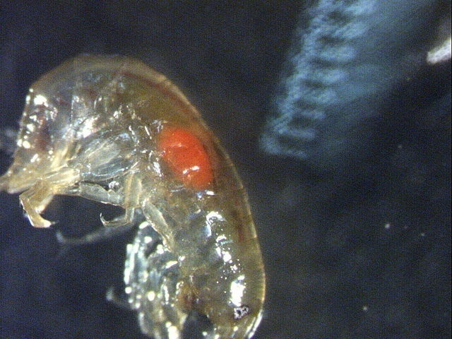 On parasitized Gammarus shrimp, an orange dot is visible 