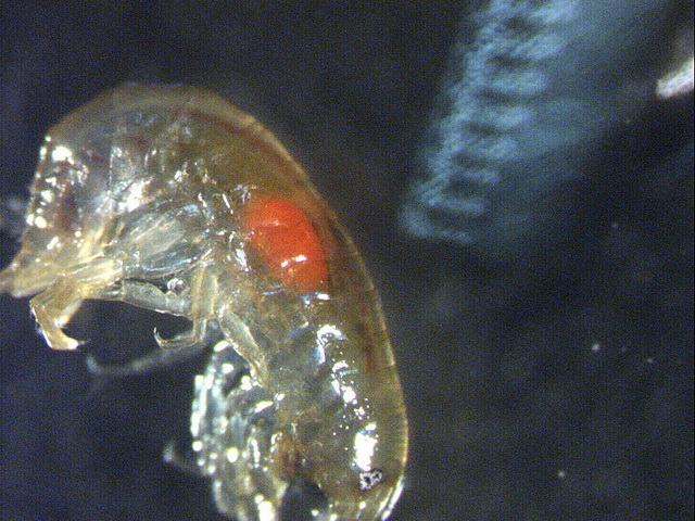 Door haakworm geparasiteerd vlokreeftje is herkenbaar aan een oranje stip