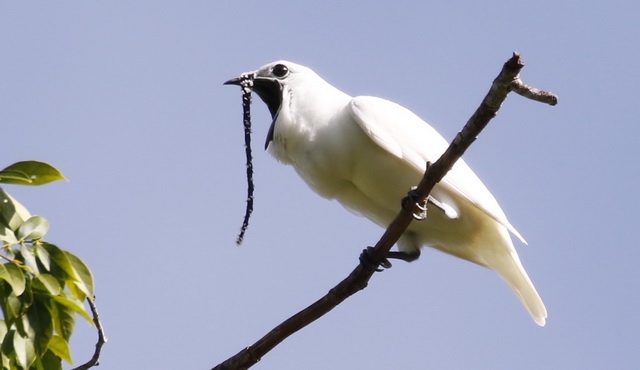 White bellbird sings the loudest call