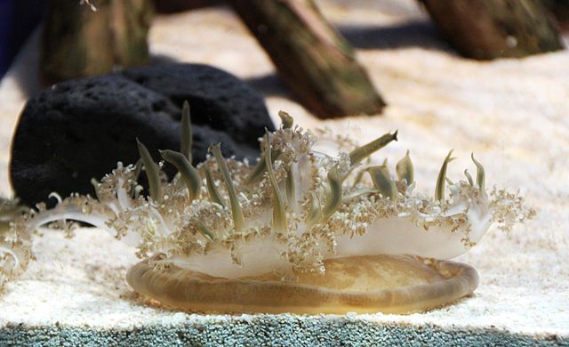 Mangrovekwal stoot slijm uit met stekende celbolletjes