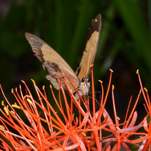 poederkwast wordt bestoven door grote vlinders