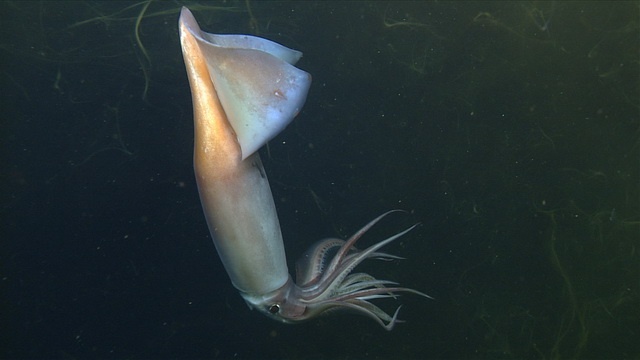 Humboldt squid creates colour patterns with backlight