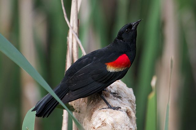Red-winged blackbird eavesdrops on yellow warbler's alarm call