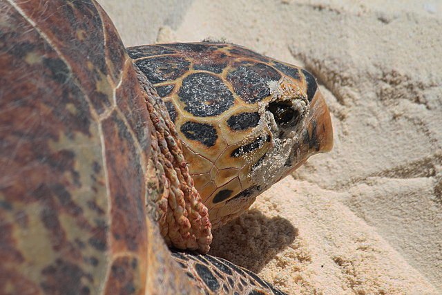 zeeschildpad maakt valse nesten