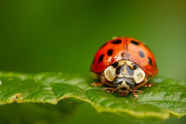 Harlequin ladybird cannot resist all enemies at once