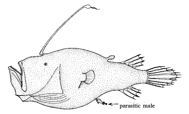 male angler fish fuse