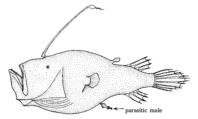 Bij sommige diepzeehengelvissen leven mannetjes parasitair op vrouwtjes