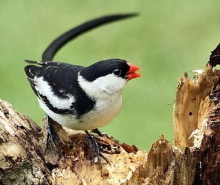 pin-tailed whydah is brood parasite