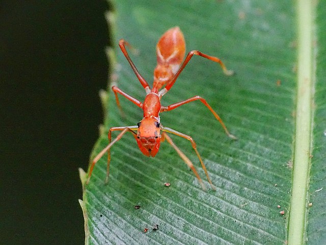Myrmarachne jumping spiders resemble ants 
