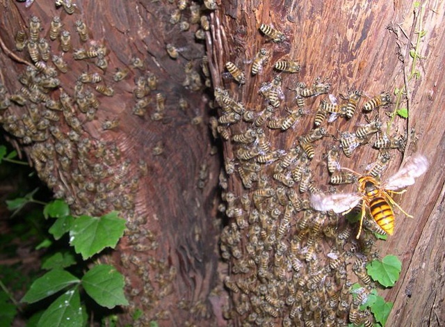 hornets are predators of Asian honey bee