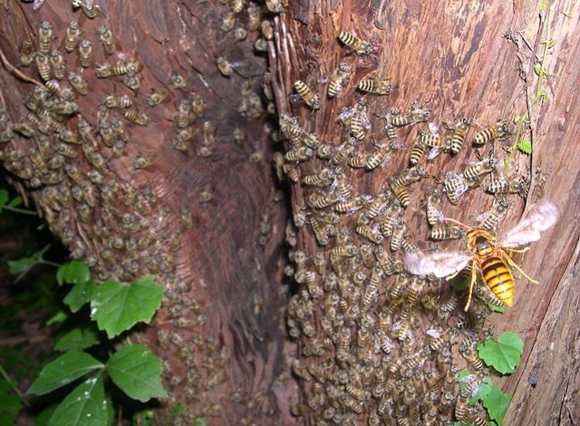 Hoornaars jagen op Aziatische honingbij