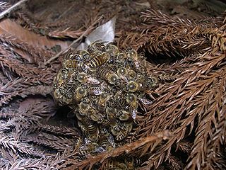 Asian honey bees kill hornet in a heat ball