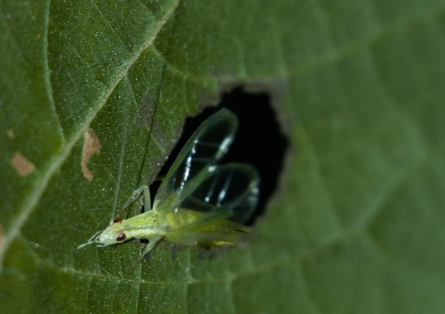 small tree cricket male calls from a window to amplify its sound