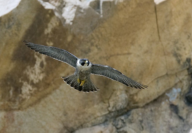 Peregrine falcon can see well in bright sunlight thanks to dark malar stripes