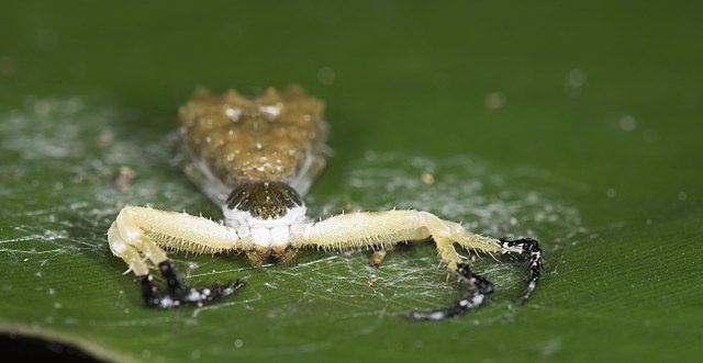 bird-dung crab spider mimics bird's poo