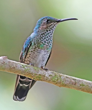 most white-necked jacobin females are less colourful than males, but some have male-like plumage