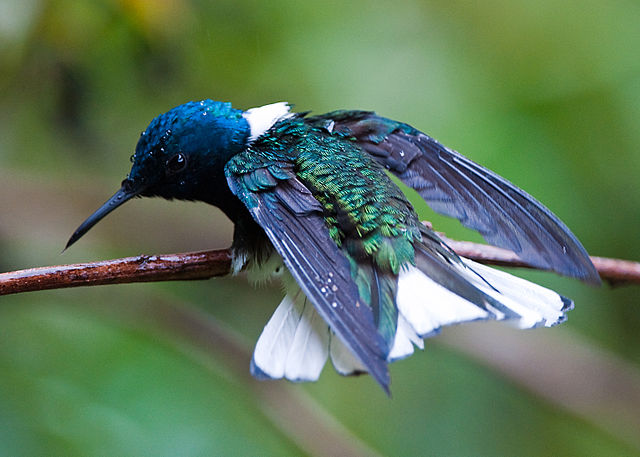 in white-necked jacobin, males are brightly coloured