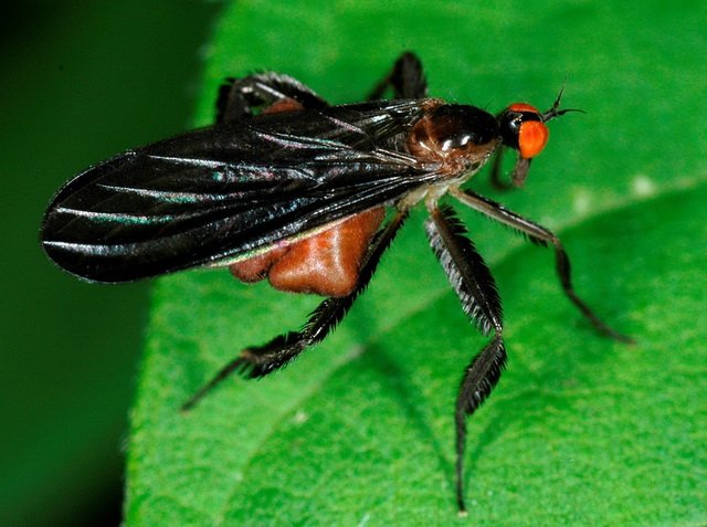 Feamle long-tailed dance fly advertises quality by making herself bigger