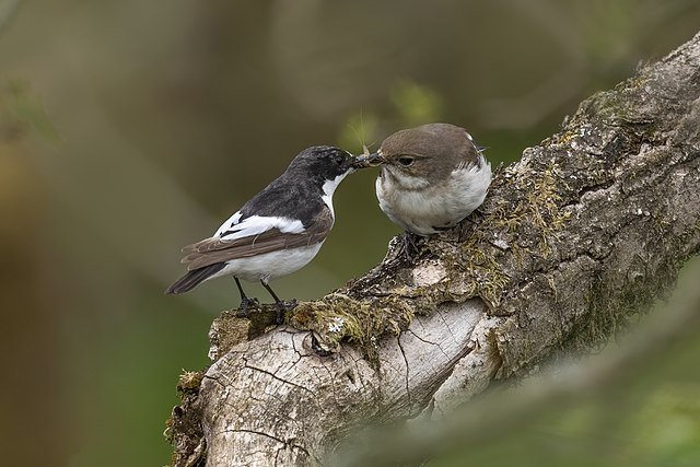 Female pied flycatcher may become secondary mate of a male