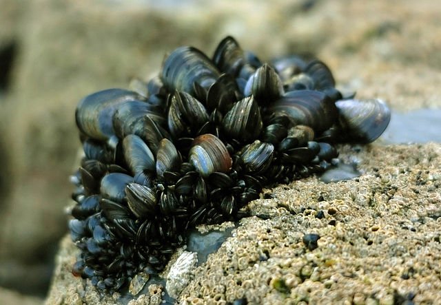 blue mussels close their shells when parasites are around