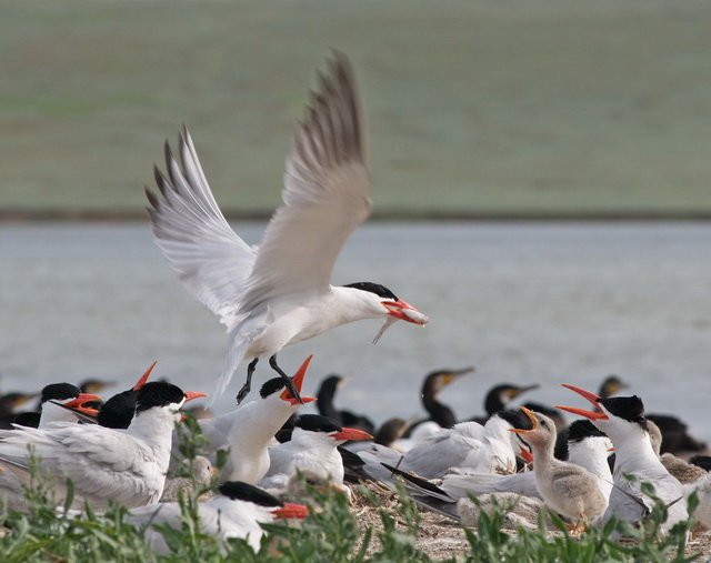Caspian tern father accompanies young during first autumn migration