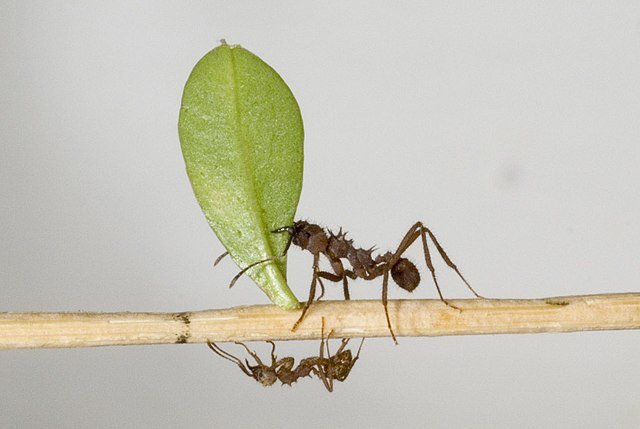 Acromyrmex octospinosus also is a lefcutter ant species