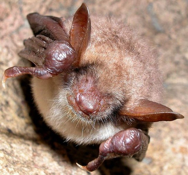 greater mouse-eared bat deludes owls by buzzing