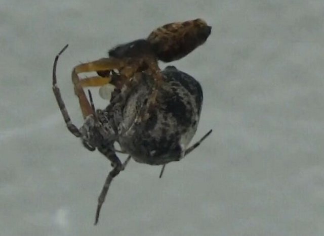 Philoponella prominens male jumps away to safety after mating