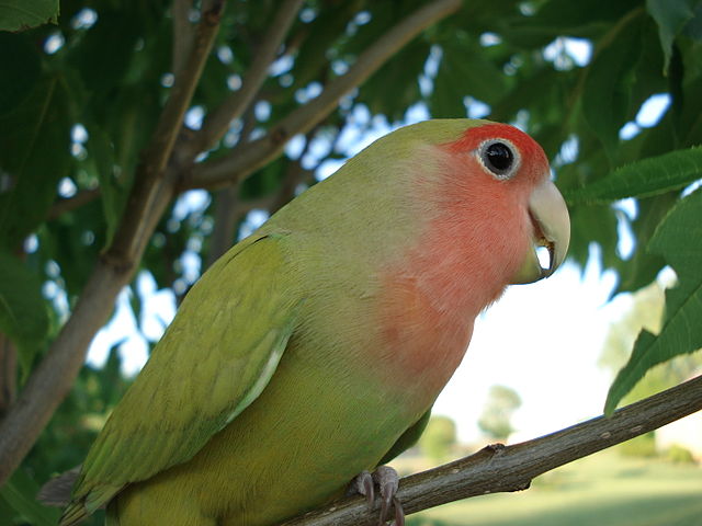 Lovebird parrot climbs on three legs