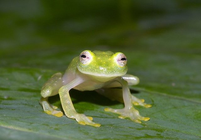 Fleischmann's glass frog is extra translucent when sleeping.